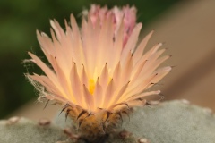 Bischoffsmütze_Blüte_DSC_6516