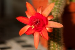 Kakteen_Blüte_DSC_9659
