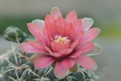 Kaktus_Blüte_DSC_6841