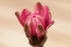 Kaktus_Blüte_DSC_9533