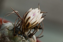 Kaktusblüte_DSC_6454