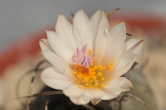 Kaktusblüte_DSC_6468