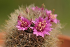 Kaktusblüte_DSC_6505