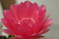 Katus_Blüte_DSC_6525