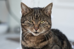 Katze_DSC_1342