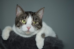 Katze_DSC_1449