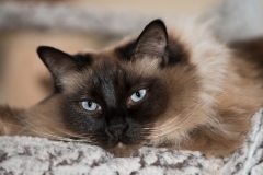 Ragdoll_DSC_1626