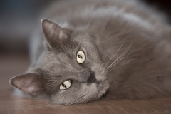 Ragdoll_DSC_1655